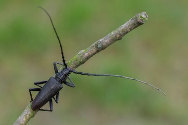 Longhorn böceği Cerambyx cerdo Çek Cumhuriyeti'nde