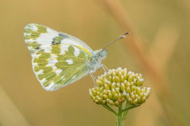 Çek Cumhuriyeti'nde banyo beyaz Pontia daplidice