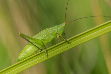 Çek reublic büyük Konikafa Ruspolia NYMF nitidula