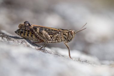 İtalyan locust Calliptamus italicus Çek Cumhuriyeti