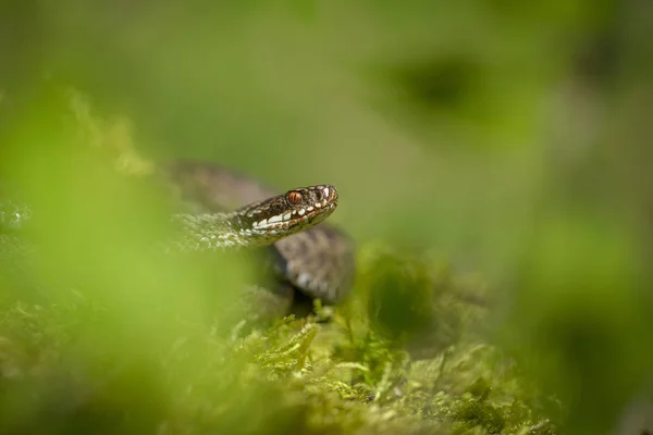 Vipera berus európai vipera cseh nyelven Repblic — Stock Fotó