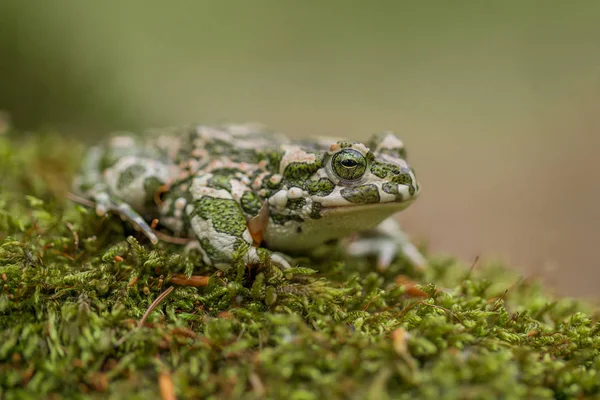 Green toad Bufotes viridis, also Pseudepidalea or Bufo in Czech Republic — Stock Photo, Image