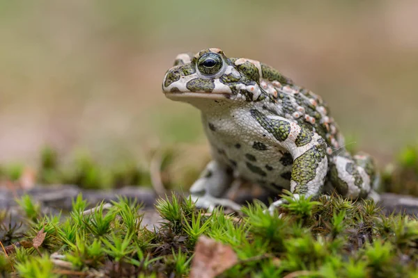 Yeşil kurbağa Bufotes viridis, aynı zamanda karakurbağasıdır veya Çek Cumhuriyeti'nde Bufo