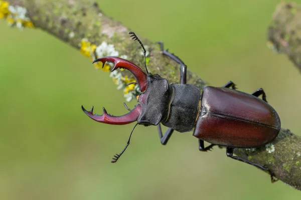 Stag beetle Lucanus cervus Çek Cumhuriyeti'nde