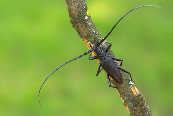 Longhorn böceği Cerambyx cerdo Çek Cumhuriyeti'nde