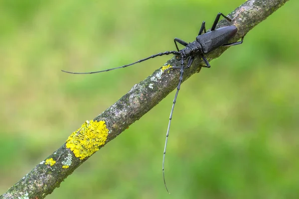 捷克的长角甲虫 — 图库照片