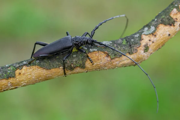 Longhorn bogár kis cerdo-Cseh Köztársaság — Stock Fotó