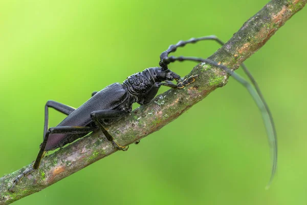 Escarabajo de cuerno largo Cerambyx cerdo en República Checa — Foto de Stock