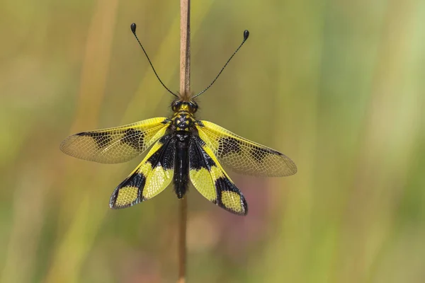 Bella Owlfly Libelloides macaronius in Repubblica Ceca — Foto Stock