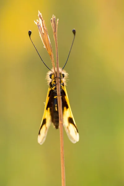 Beautiful Owlfly Libelloides macaronius in Czech Republic — Stock Photo, Image