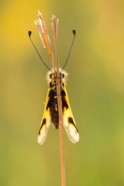 สวยงาม Owlfly Libelloides macaronius ในสาธารณรัฐเช็ก — ภาพถ่ายสต็อก