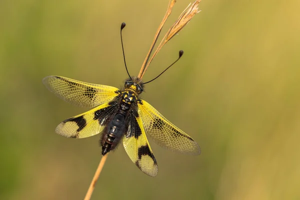 Beautiful Owlfly Libelloides macaronius в Чехии — стоковое фото