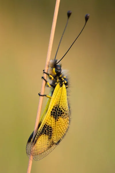 Çek Cumhuriyeti'nde güzel Owlfly Libelloides macaronius — Stok fotoğraf