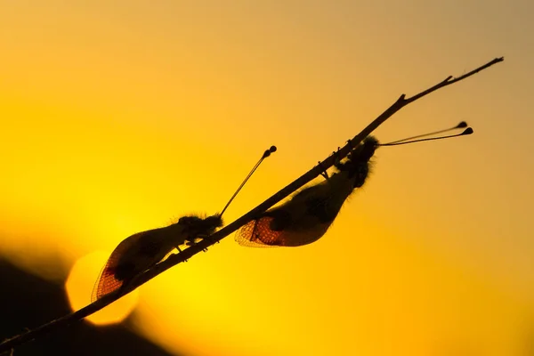 Beautiful Owlfly Libelloides macaronius in Czech Republic a sunset — Stock Photo, Image