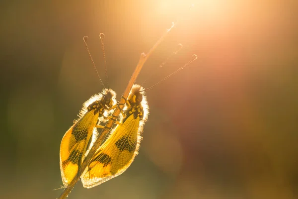 Beautiful Owlfly Libelloides macaronius in Czech Republic at sunrise — Stock Photo, Image