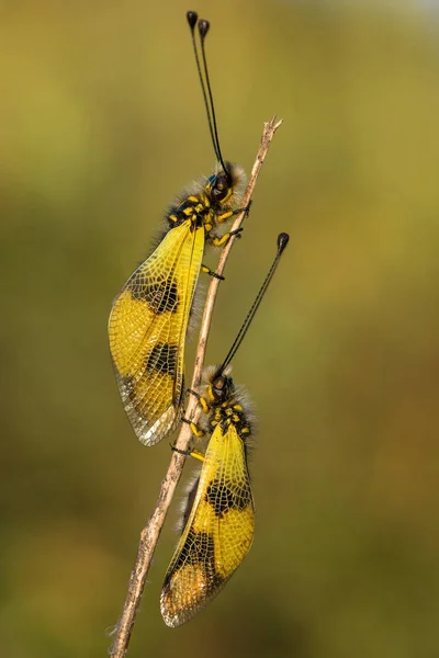 สวยงาม Owlfly Libelloides macaronius ในสาธารณรัฐเช็ก — ภาพถ่ายสต็อก