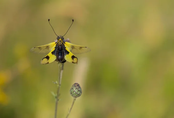 Çek Cumhuriyeti'nde güzel Owlfly Libelloides macaronius — Stok fotoğraf