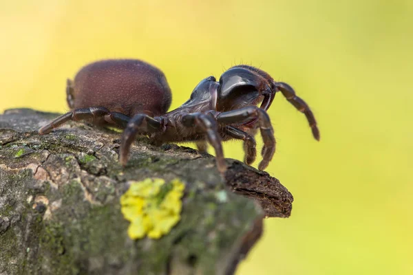 Hnědý spider Atypus muralis v České republice — Stock fotografie