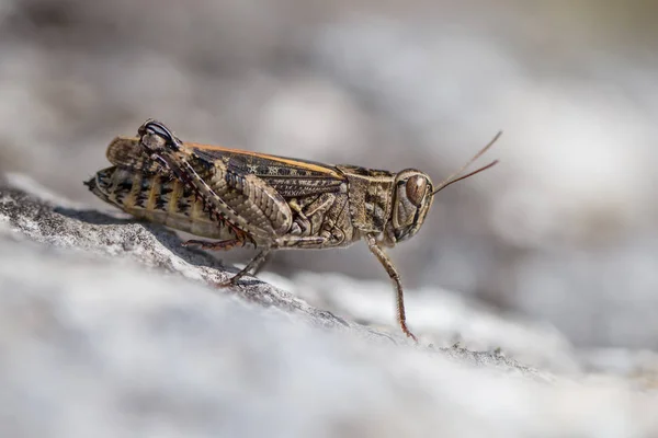 İtalyan locust Calliptamus italicus Çek Cumhuriyeti