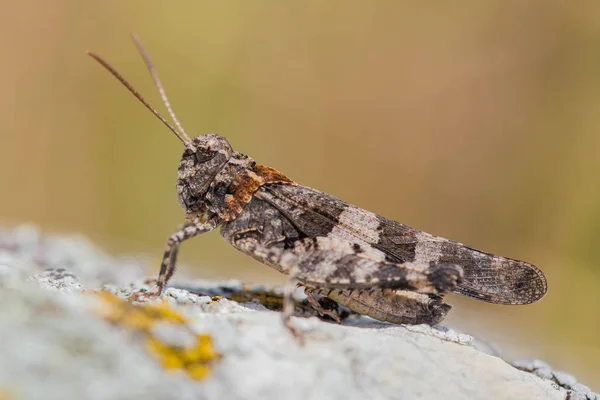 Blue-winged Sprinkhaan, Oedipoda caerulescens in Tsjechië — Stockfoto