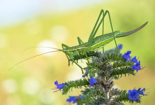 Bush cricket or Spiked Magician Saga pedo in Czech Republic — Stock Photo, Image