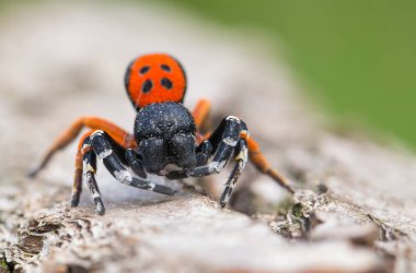 Bir erkek uğur böceği örümcek Eresus moravicus Çek Cumhuriyeti