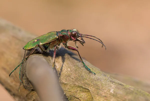 捷克的绿虎甲虫 — 图库照片