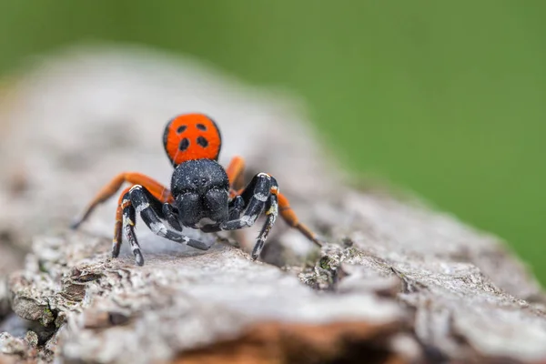 捷克一只雄性瓢虫蜘蛛埃雷苏斯·莫拉维库斯 — 图库照片