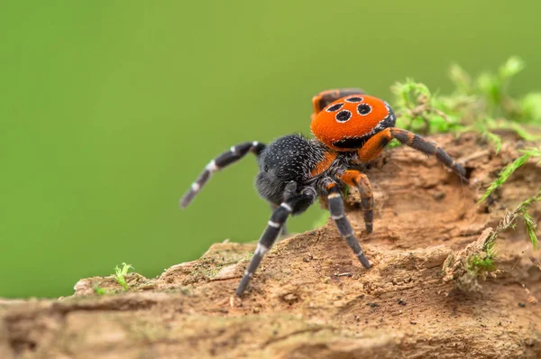 在防守位置的瓢虫蜘蛛 eresus kollari — 图库照片