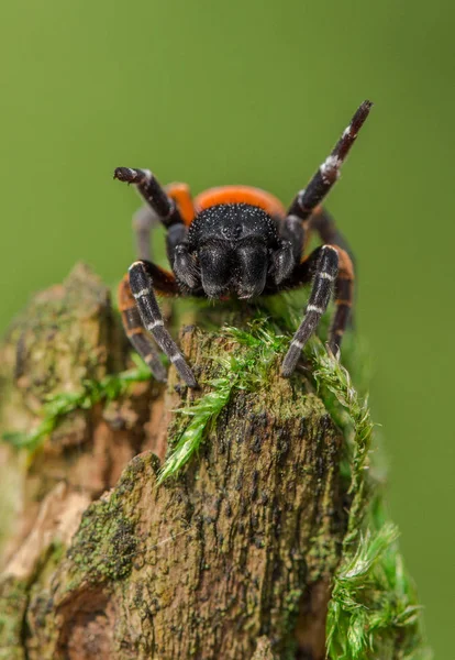 A aranha joaninha Eresus kollari em posição de defesa — Fotografia de Stock