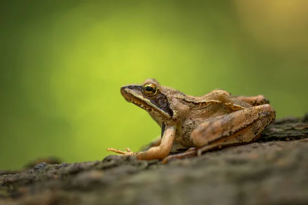 European Common Frog Rana temporaria in Czech Republic