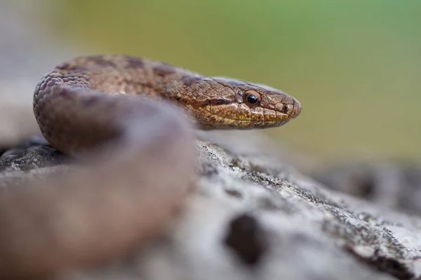 Pürüzsüz yılan, Coronella austriaca, Çek Cumhuriyeti