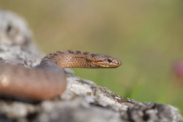 Serpente lisa, Coronella austriaca, na República Checa — Fotografia de Stock