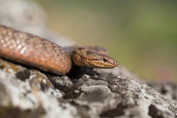 滑らかなヘビ、Coronella austriaca、チェコ共和国で — ストック写真