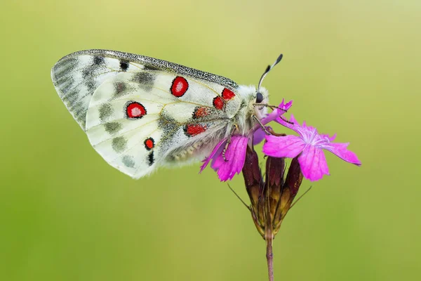 Apollo Buterfly Parnassius apollo Çek Cumhuriyeti'nde