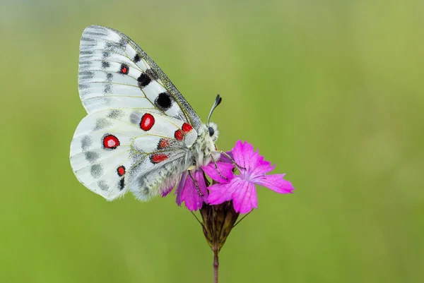 Apollo Buterfly Parnassius apollo Çek Cumhuriyeti'nde