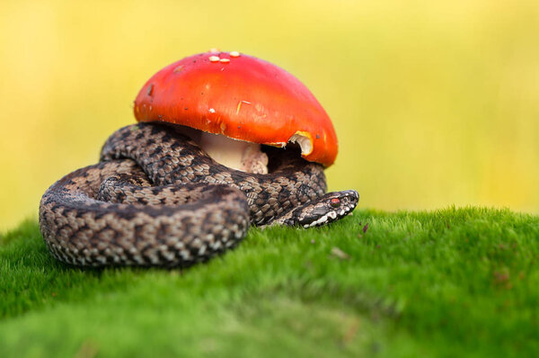 Европейская гадюка гадюка в Чешской Республике
