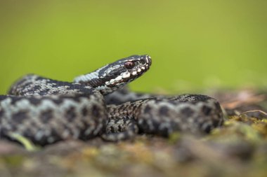 Avrupa viper Vipera berus Çek Cumhuriyeti'nde