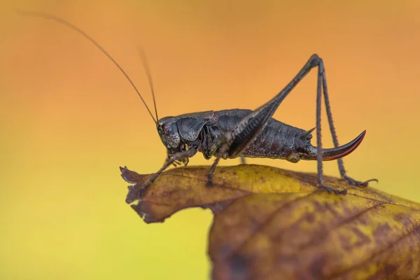 O grilo-arbusto escuro Pholidoptera griseoaptera na República Checa — Fotografia de Stock