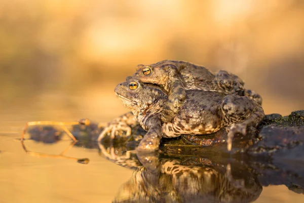 Спаривание буфо жаб в Чехии — стоковое фото