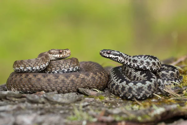 Pair of European viper Vipera berus in Czech Republic, female and male together — Stock Photo, Image