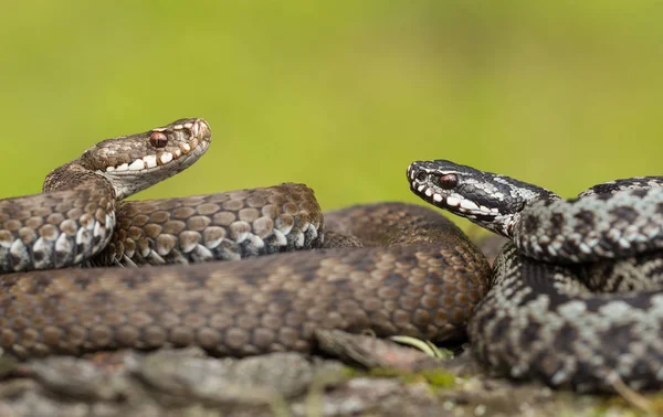 Par av Europeiska viper Vipera berus i Tjeckien, kvinnliga och manliga grupp — Stockfoto