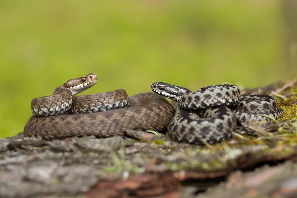 一对欧洲毒蛇 vipera berus 在捷克共和国, 女性和男性在一起 — 图库照片