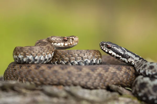 Ζεύγος της Ευρωπαϊκής οχιάς Vipera berus στην Τσεχική Δημοκρατία, θηλυκά και αρσενικά μαζί — Φωτογραφία Αρχείου