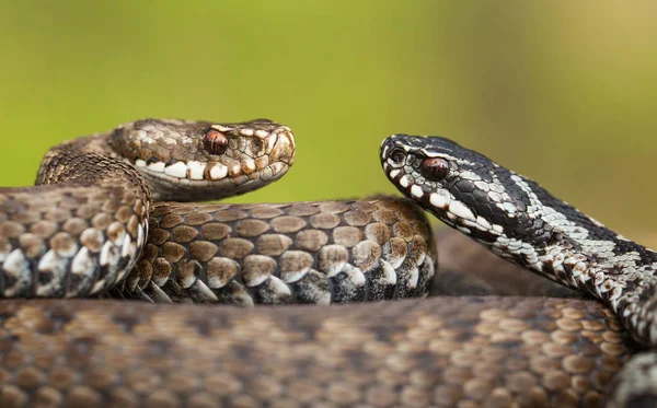 Par de víbora europeia Vipera berus na República Checa, feminino e masculino juntos — Fotografia de Stock