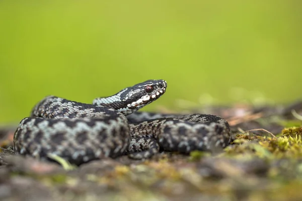 유럽 바이퍼 Vipera berus 체코 공화국 — 스톡 사진