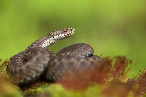 欧洲毒蛇 vipera berus 在捷克共和国 — 图库照片