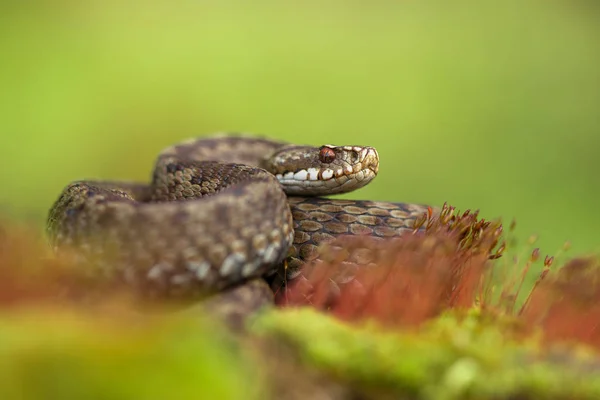 ヨーロッパの毒蛇 Vipera berus チェコ共和国で — ストック写真