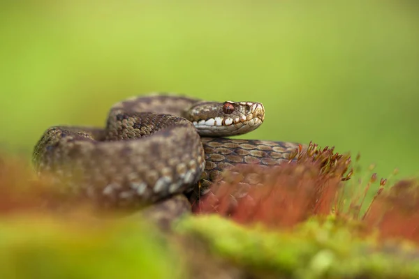 Ευρωπαϊκό οχιά Vipera berus στην Τσεχική Δημοκρατία — Φωτογραφία Αρχείου