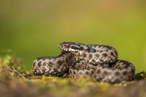 Європейська viper Vipera berus в Чехії — стокове фото